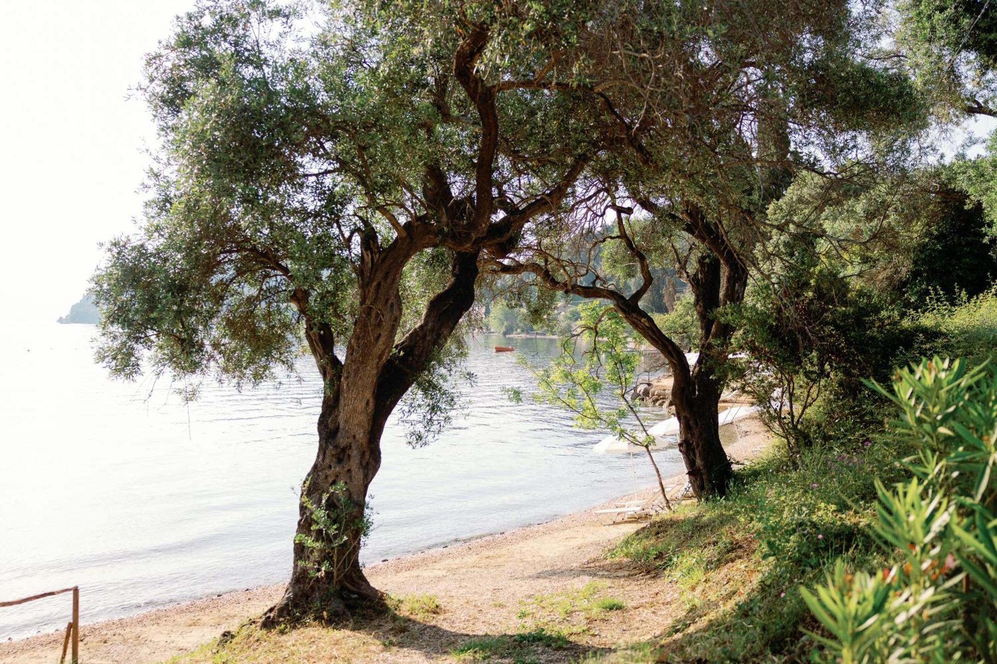 Kairaba Mythos Palace - Adults Only Kouspádhes Exterior foto Olive trees on the island of Thasos